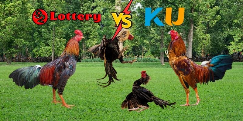 Hướng dẫn xem tỷ lệ cược đá gà trực tuyến trên 92lottery Kubet