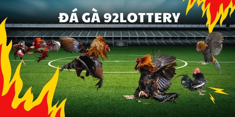 So sánh kèo đá gà online 92lottery và Kubet